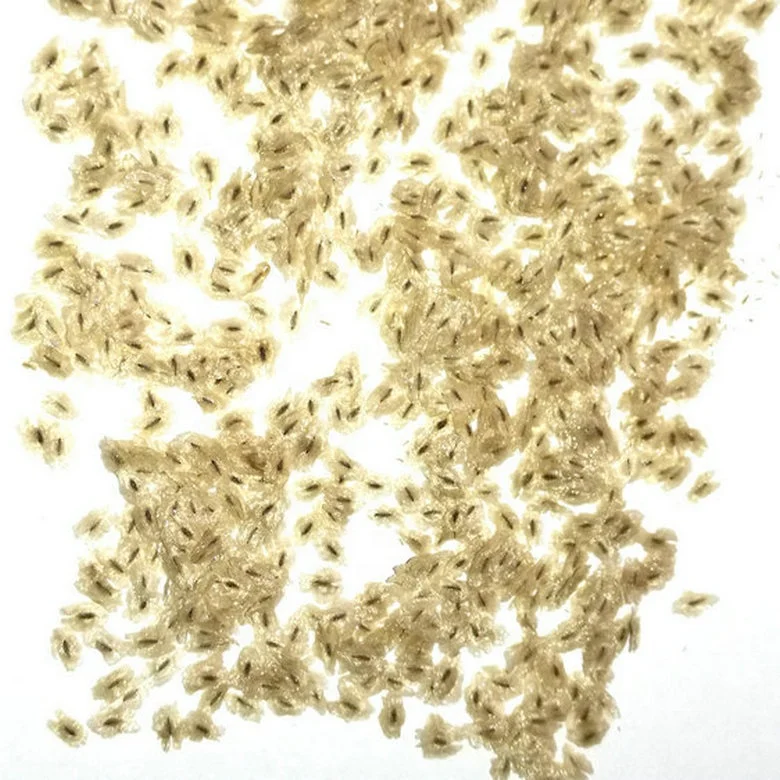 Быстрорастущие семена деревьев-семена павловнии удлиненной/семена павловнии томентозы