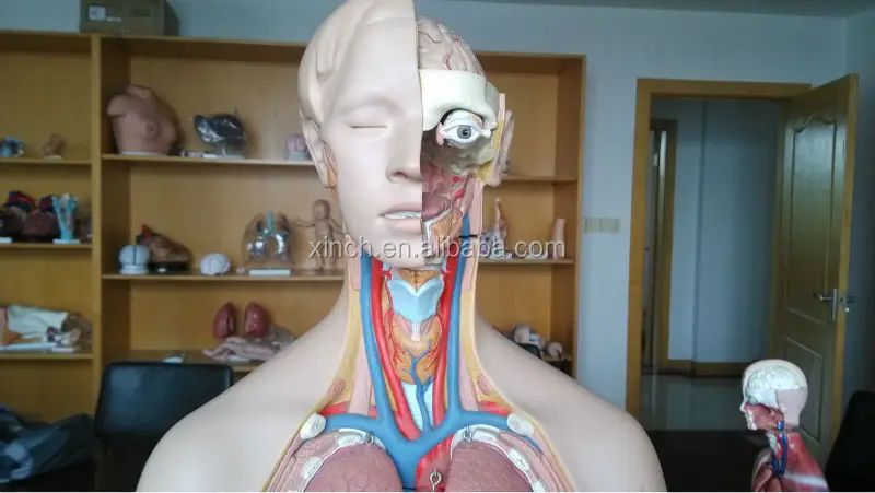 half body three sex anatomy and physiology internal organs of human body