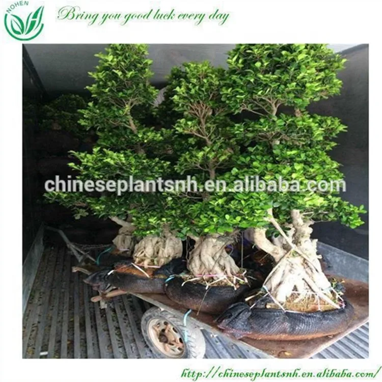 
Большие деревья бонсай на открытом воздухе 