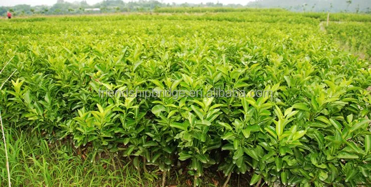 
Nursery Fruit Seedlings Citrus sinensis Sweet Blood Navel Orange Trees 