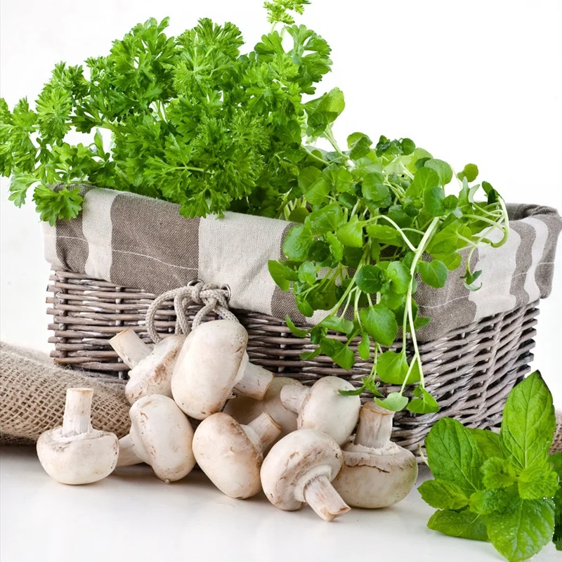 
Zhangzhou SO2 preserved champignon 