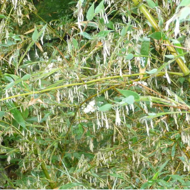 
S106 Ban zhu 200g per bag Hot Sale 100% Natural Plant Mottled Bamboo Seeds 