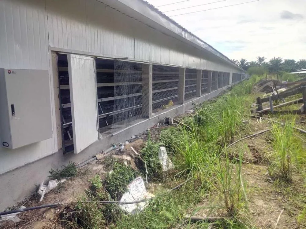 
Low cost steel structure poultry farm chicken house designs for sale 