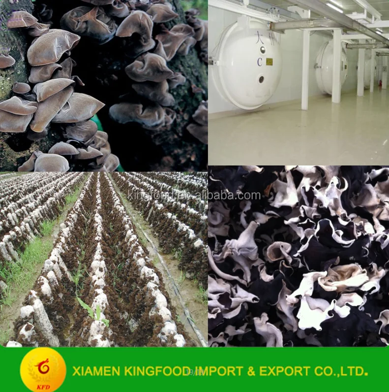 High Quality Black and White Fungus Strip Available