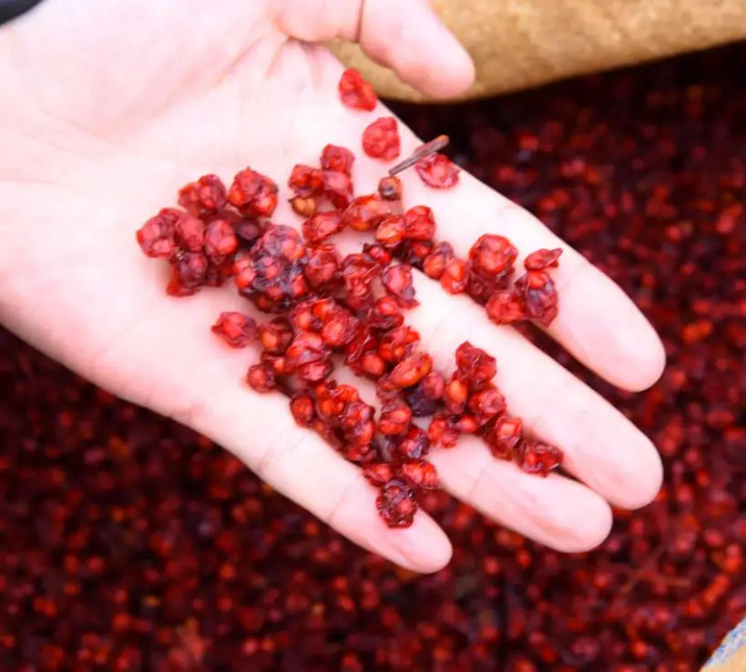 
Natural dried Schizandra berries wu-wei-zi fruits for chinese herbs 