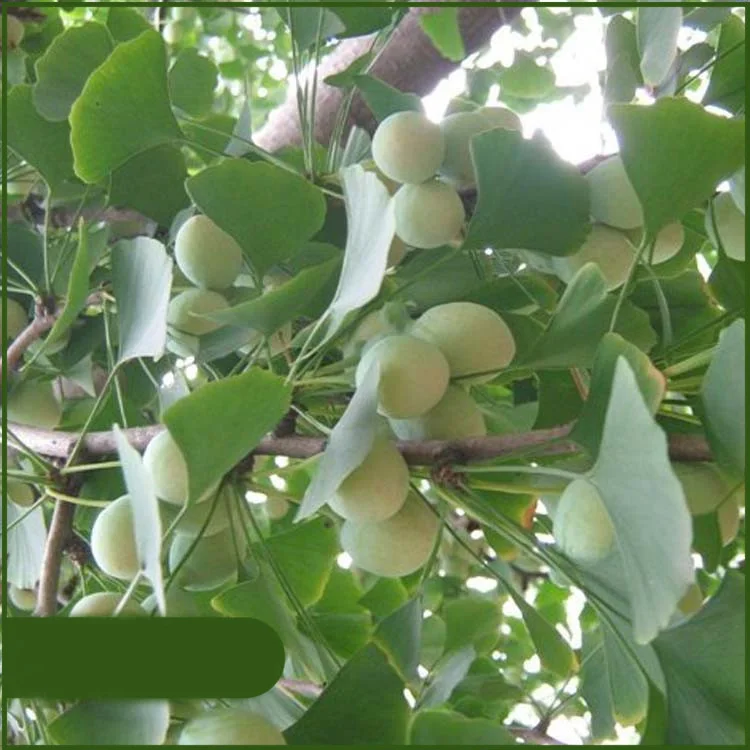 Planting ginkgo biloba trees from seeds