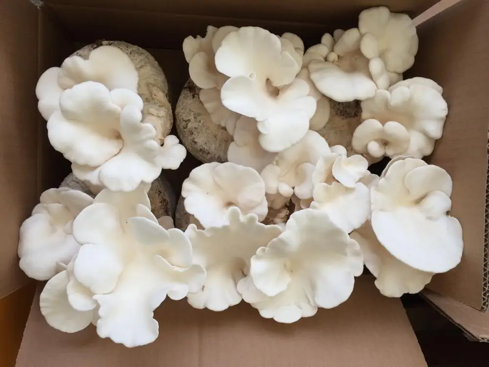 
Detan Oyster Mushroom Bag for export 