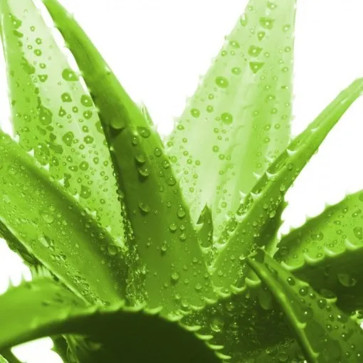 
OEM Best Selling Top Quality organic korea aloe vera soothing gel for skin care 