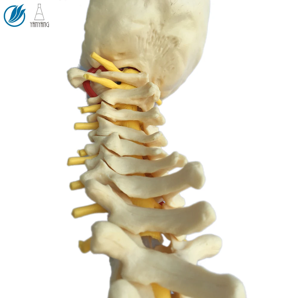 3d модель анатомического человеческого позвоночника из ПВХ для обучения