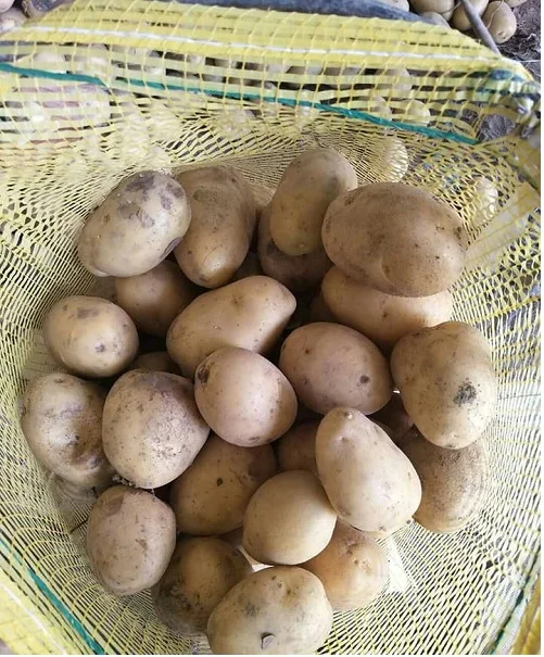Chinese Shandong Origin Fresh Potato Price Supplier