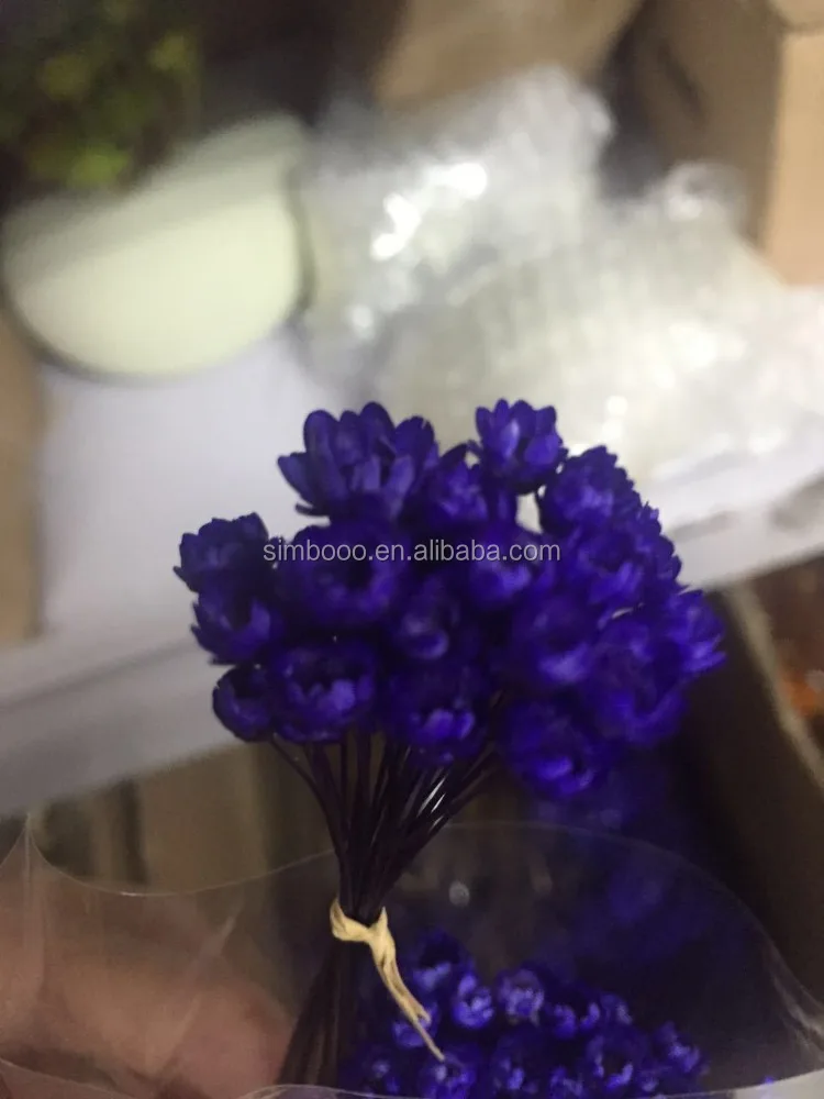 2017Factory direct sale, Small star of Brazil, little daisies of eternal flowers