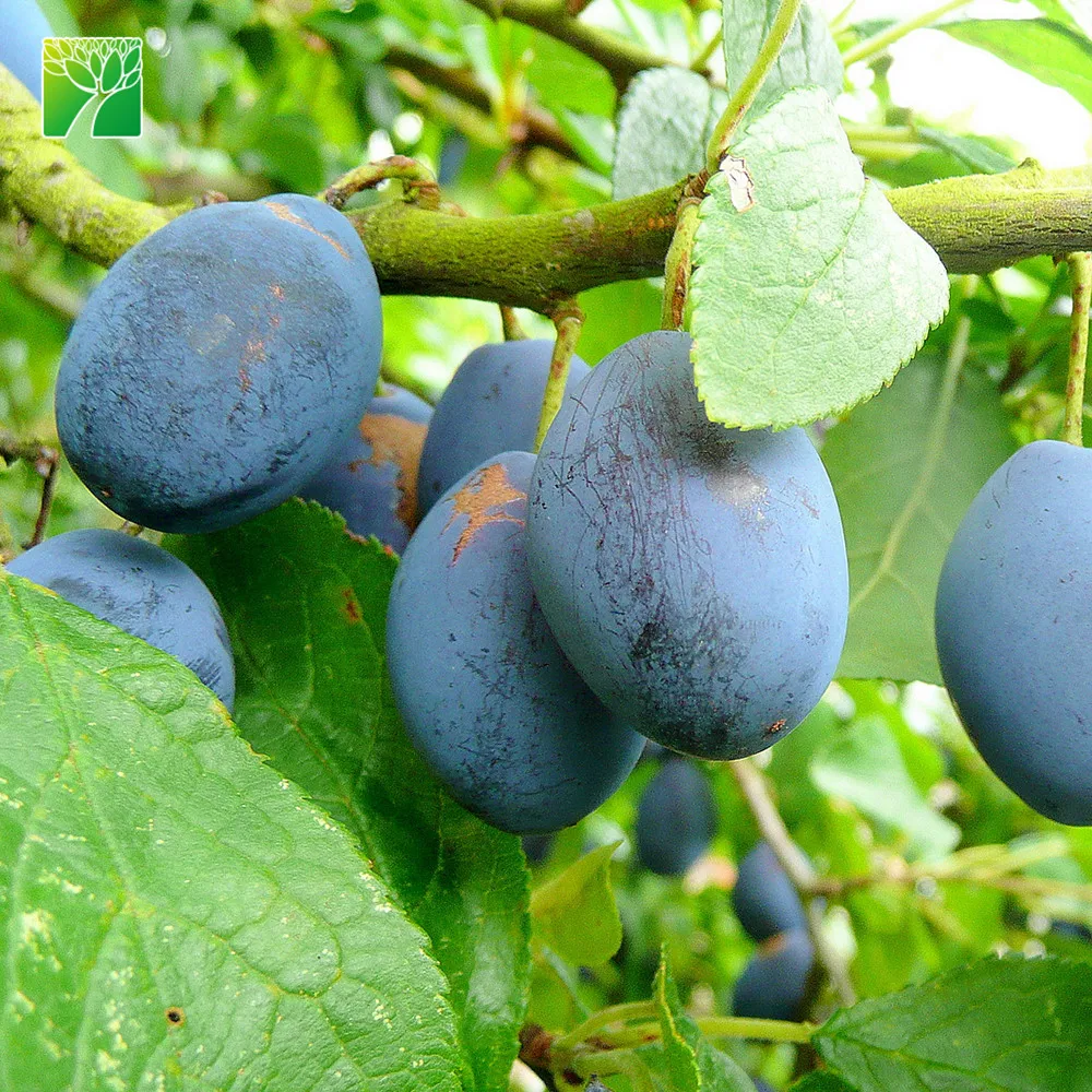 
 25-50 мм лист Ширина лезвия prunus domestica саженцев Европейский сливы саженцы фруктовых деревьев  