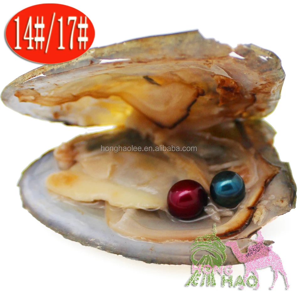 Fancy Gift Akoya High quality cheap love freshwater shell pearl oyster 6-8mm mixed colors pearl oyster with vacuum packaging
