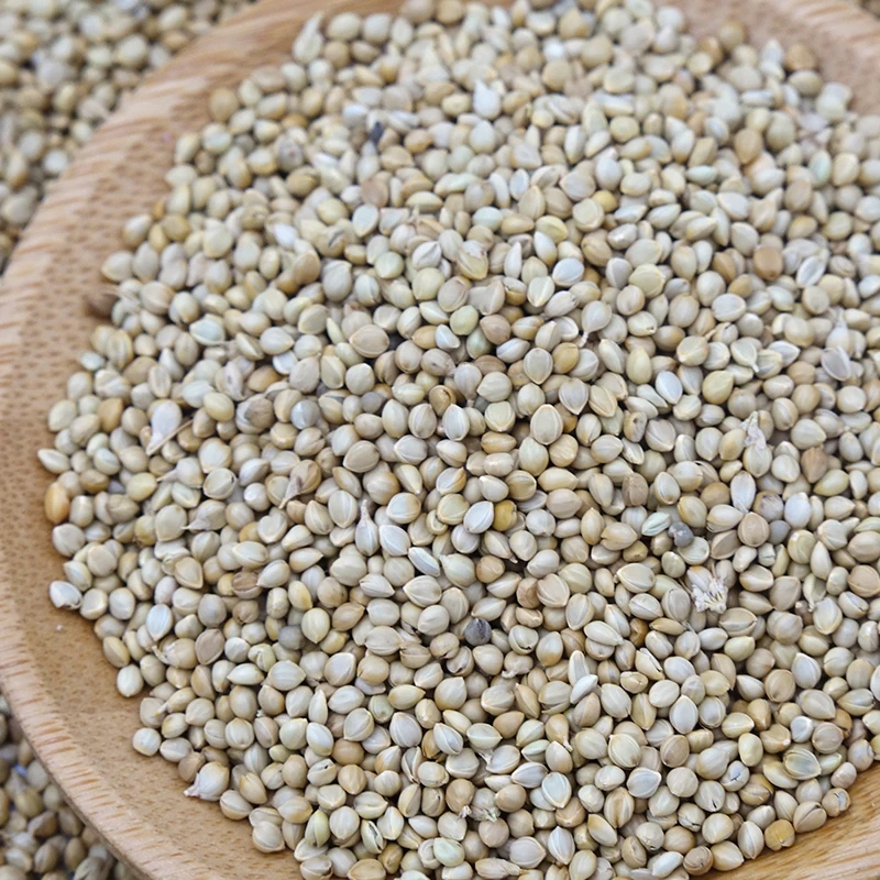 
New crop white foxtail millet for bird seed 