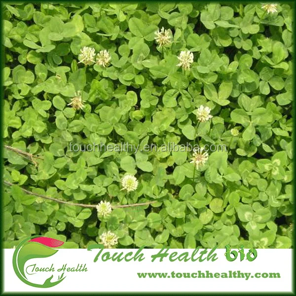 
2021 white clover seeds/Trifolium repens L seeds/forage grass seeds 