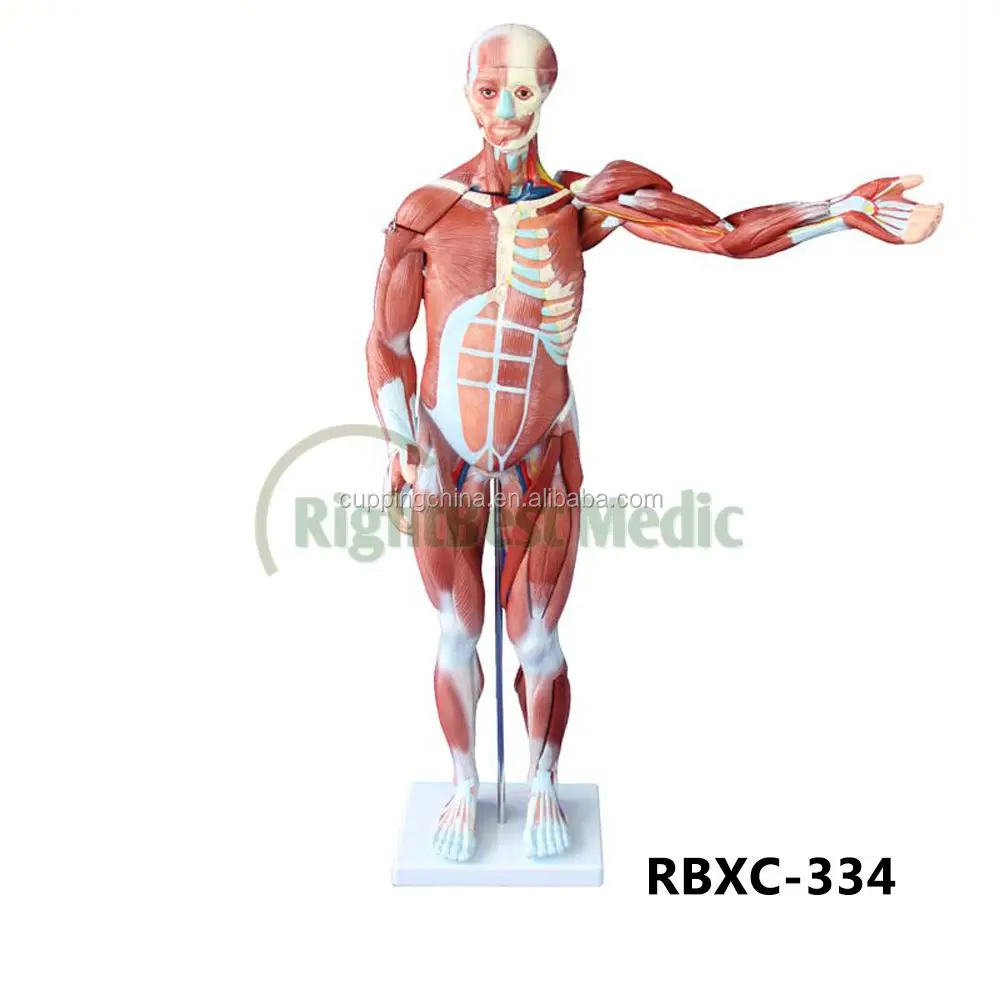 80CM HUMAN MUSCLE MODEL MALE (27 PARTS) human muscle anatomy model
