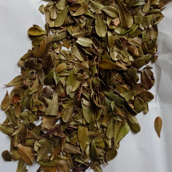 
100% pure cowberry leaf uva ursi herb loose leaf tea / Bearberry bark 