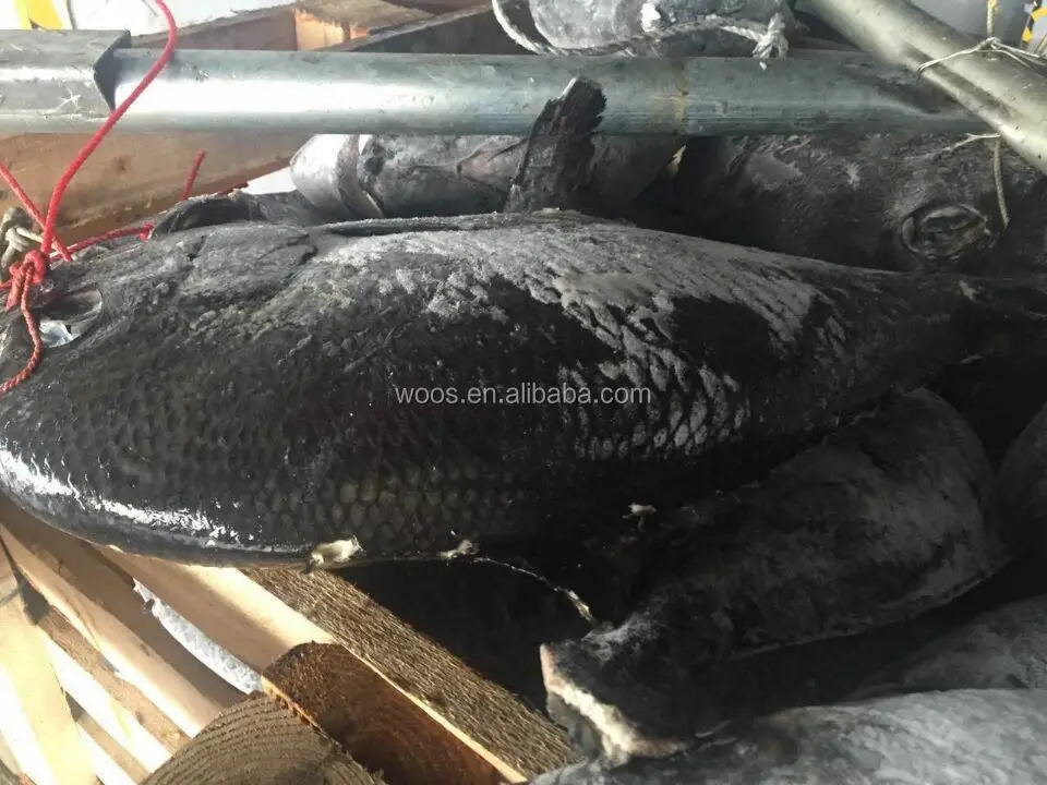 Замороженные рыба-ангел целом rund брама рыбы