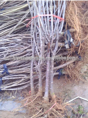 Южно-китайский анти-сезон, саженцы яблони, фрукты