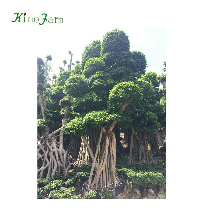  Zhangzhou kinofarm оптовая продажа большой S-образный лес лошадиные корни фикус бонсай