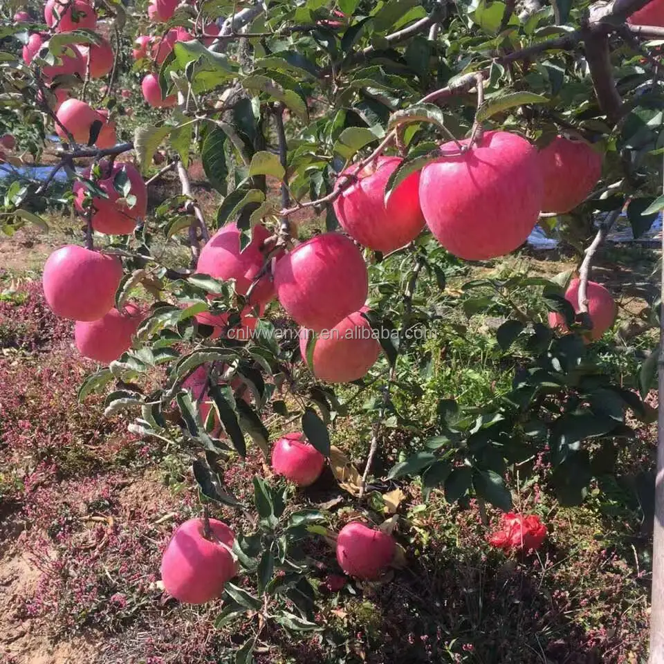 
2016 fuji apple top quality 