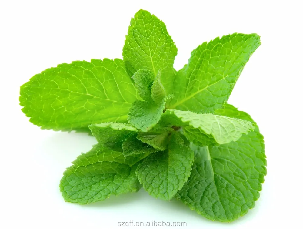 Mint Liquid Essence Cool Mint Flavor Concentrate For Alcohol Drink
