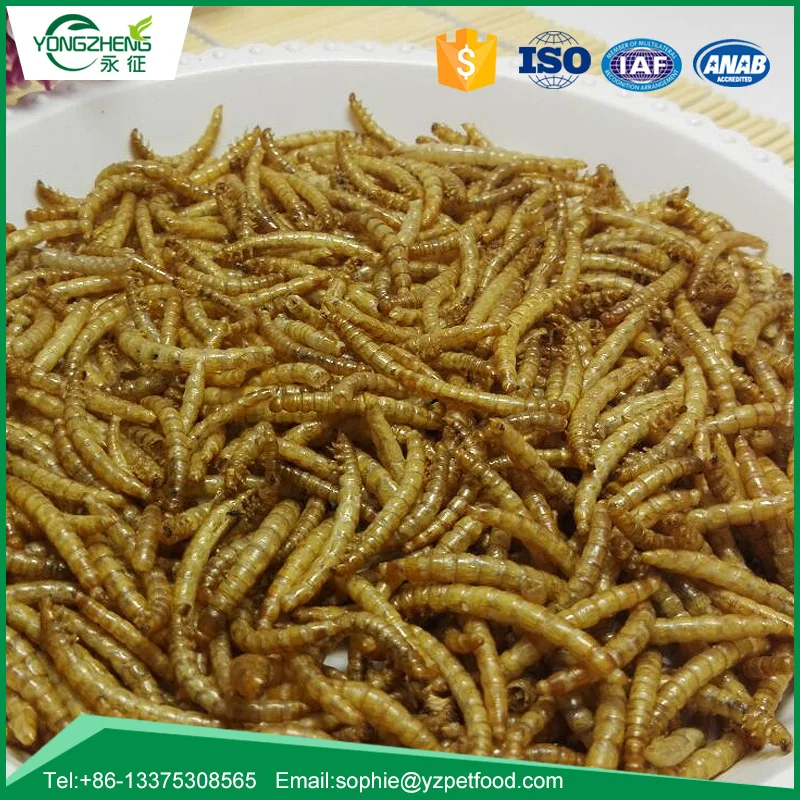 
Competitive Hedgehog Food Dried Mealworms for Goldfish Feed 