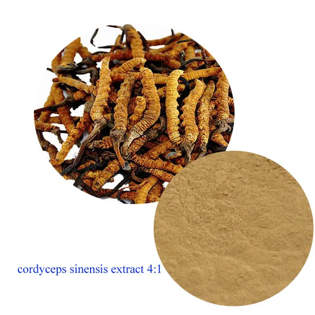 
High quality cordyceps sinensis extract 4:1 