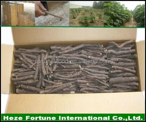 Легкая посадка, рассады корней павловнии, оптовая продажа с завода