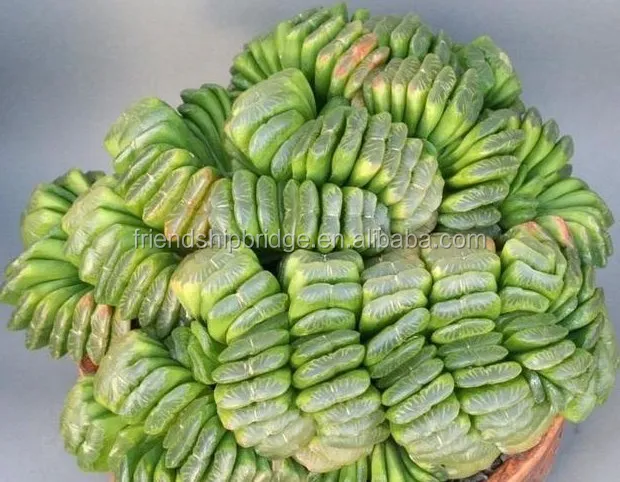 
 Усечка Haworthia  