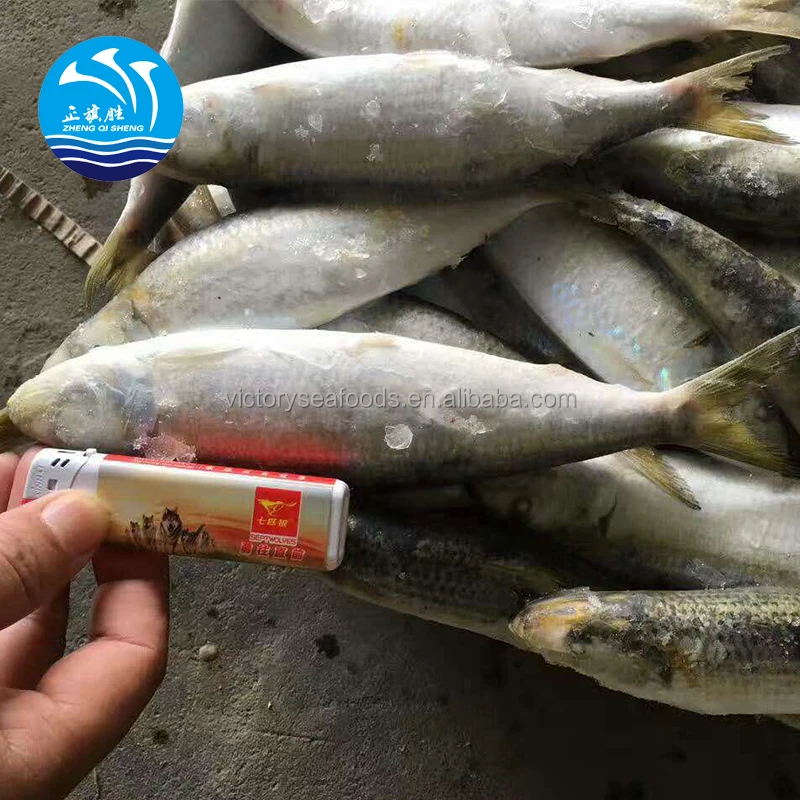 Frozen Sardine Fish Meal Dried Sardine Factory