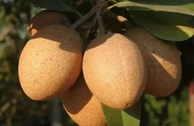 Саженцы ачира zapota