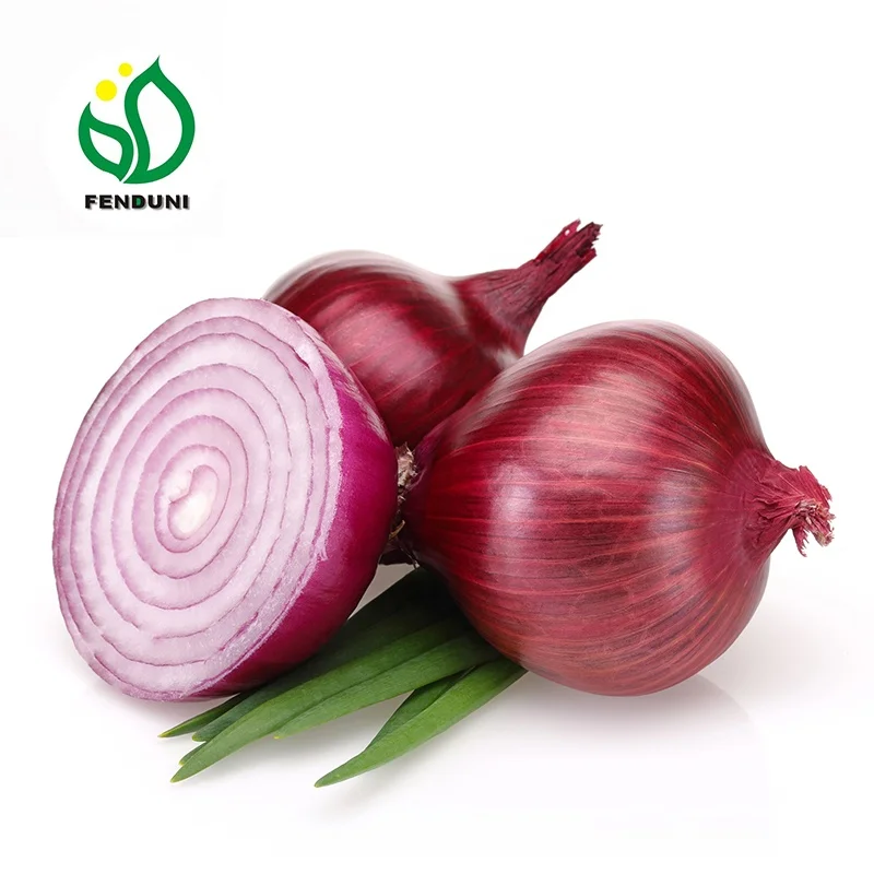 china top quality RED ONION in mesh bag supply all the year