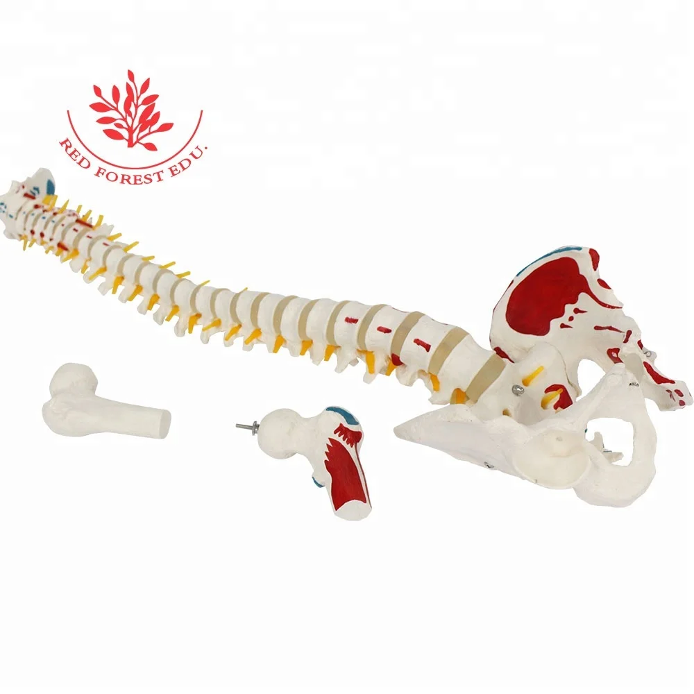 Spine Model Two Pieces Delivery Fee To Korea Only 37USD  Medical Science Human 3D Bone Anatomy Spine Model
