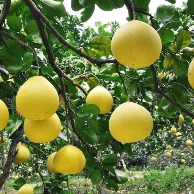 
pomelo tree seedling 