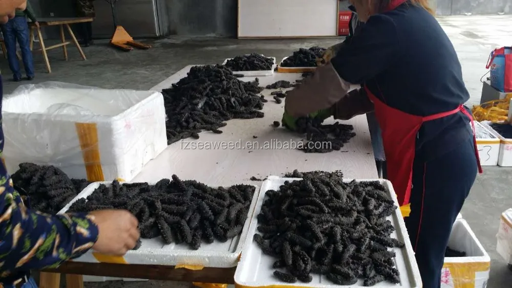 High Quality Dried Sea Cucumber From Taiwan Strait