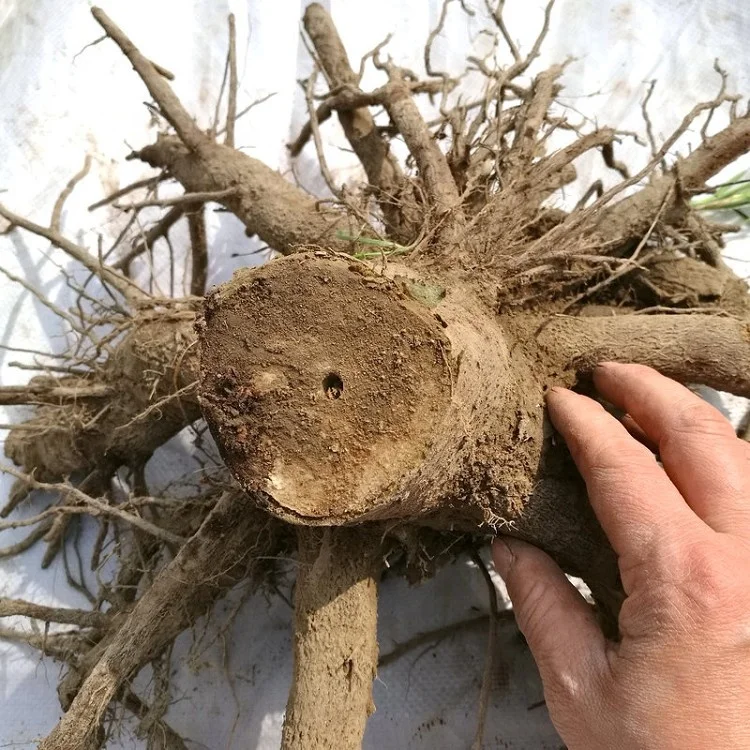 
diploid pesticide treated clone paulownia 9502 big stump with quarantine certificate 