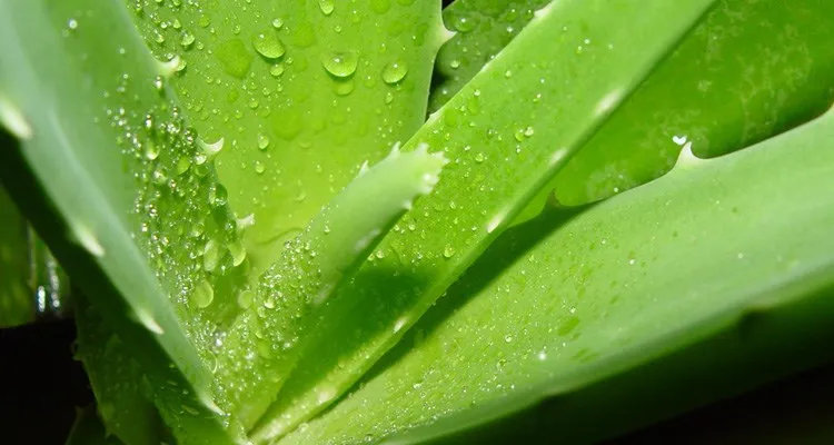 
Natural aloe vera extract barbaloin/Aloin from ISO certified manufacture 