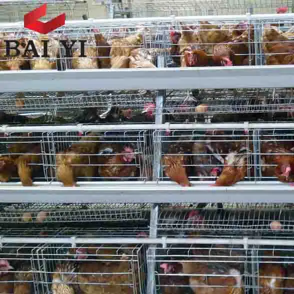 Factory Direct Price Battery Cages Laying Hens Sell in Algeria