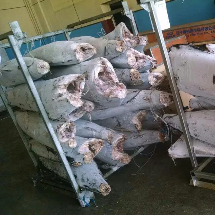 2019 Hot sale New Arrival High Quality Blue Marlin For Market Or Can