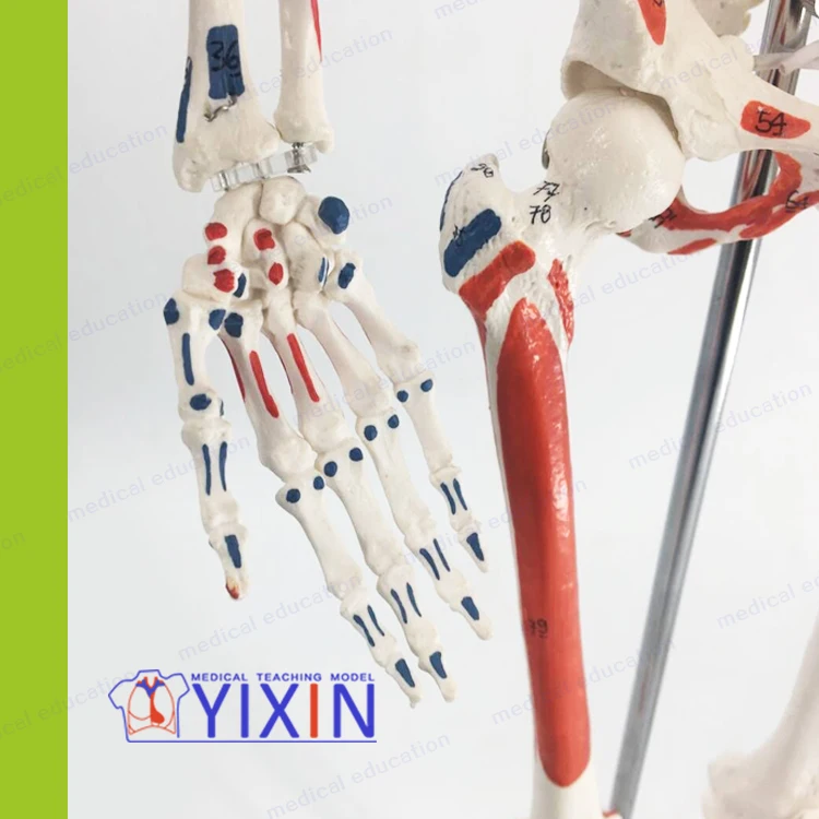 Muscle Anatomy with Movable Skeleton Standard Vertebral Skeleton Bone-setting Acupuncture 85 cm Human Skeletal Model Writing Col