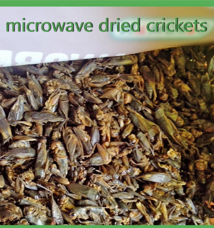 
Eco-friendly Birds Food Supplies Dried Crickets Insect for Birds Feed 