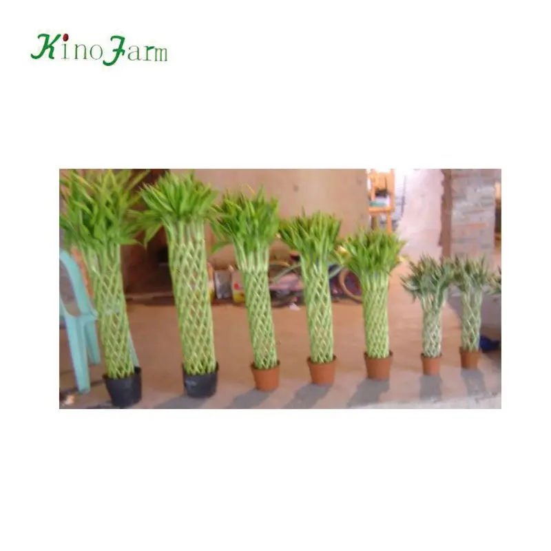 
ornamental indoor lucky bamboo plants sale 