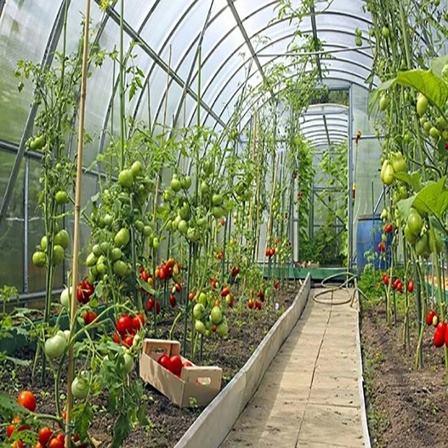 Lanyu Intelligent vegetable glass greenhouse and hydroponic growth system
