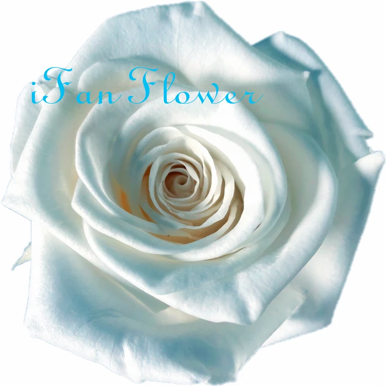 iFan Flower Japan factory preserved rose flower