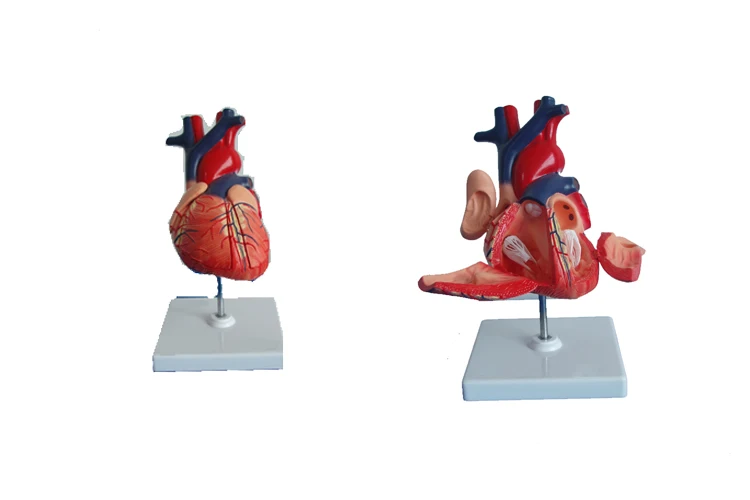 Best selling human enlarged heart model for medecal teaching