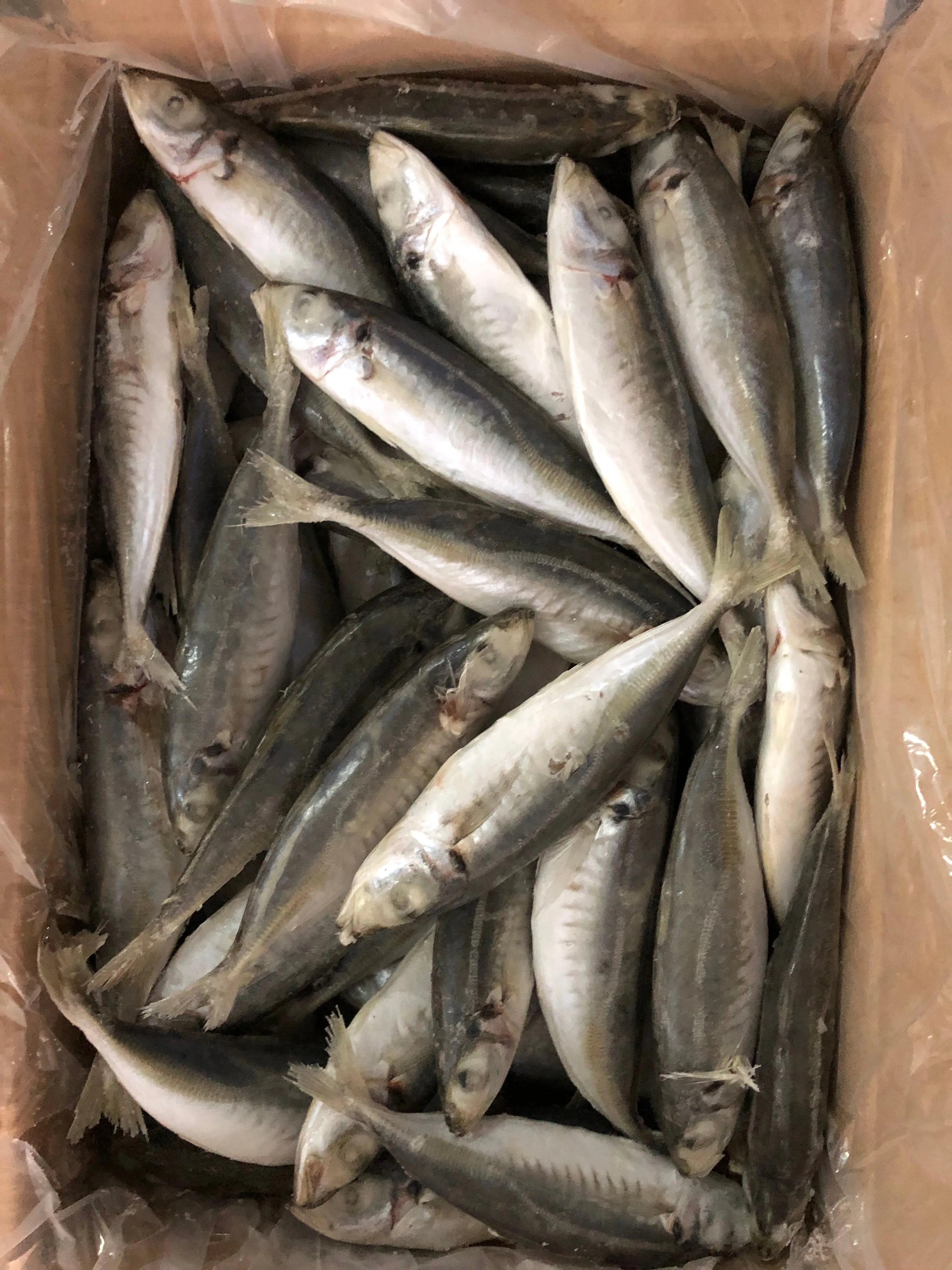 
Frozen Round Scad - Factory Partner Supplier 