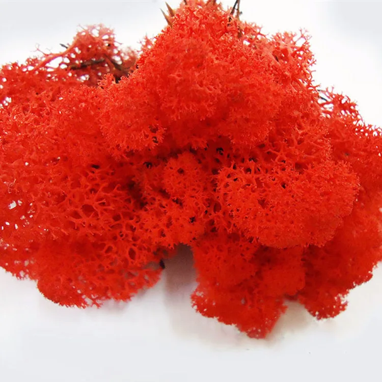 HFloral Company decoration background wall supermoss preserved moss bulk Hotel decor Natural preserved reindeer moss