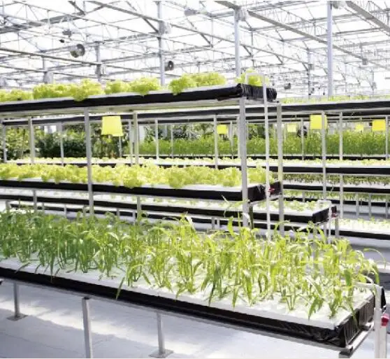 Fast Seedling Plant Factory for Vegetable