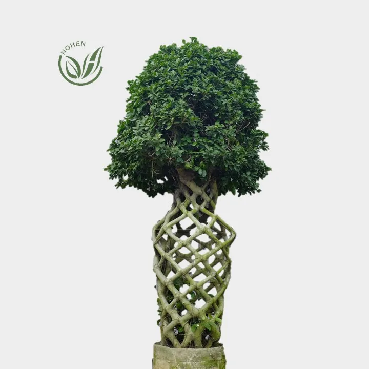 
Wholesale live natural big or large ficus microcarpa cage tree bonsai plant outdoor indoor landscape oramental nursery or 